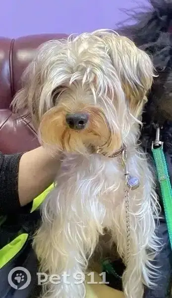 Пропала собака – йоркширский терьер - Потеряшки (Животные) в Иркутск