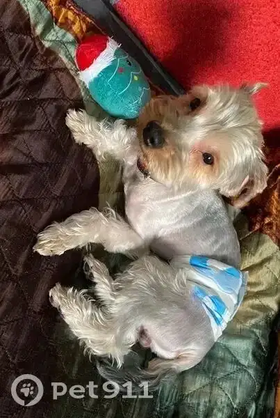 Пропала собака – йоркширский терьер - Потеряшки (Животные) в Иркутск