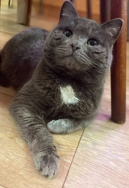 Потерян кот Моцарт, СНТ Колобок - Пропажа животного в Иркутск