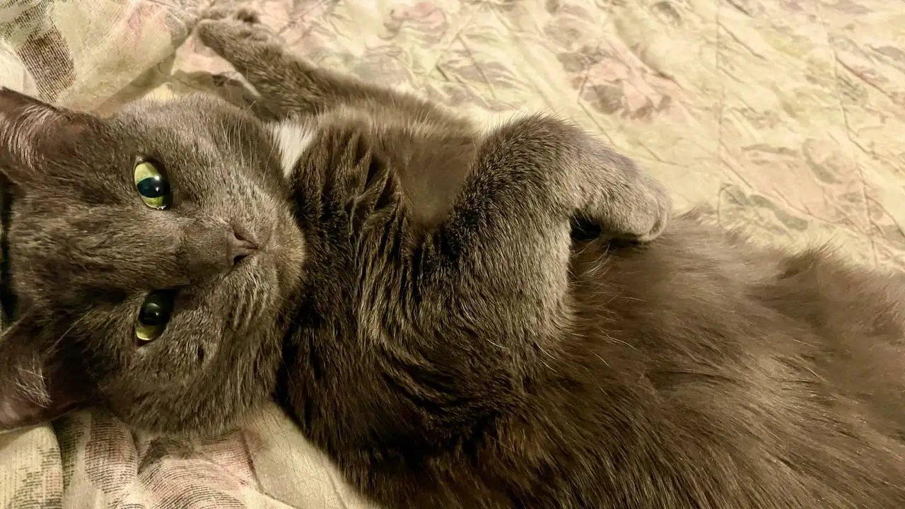 Потерян кот Моцарт, СНТ Колобок - Потеряшки / Найдёныши (Животные) в Иркутск