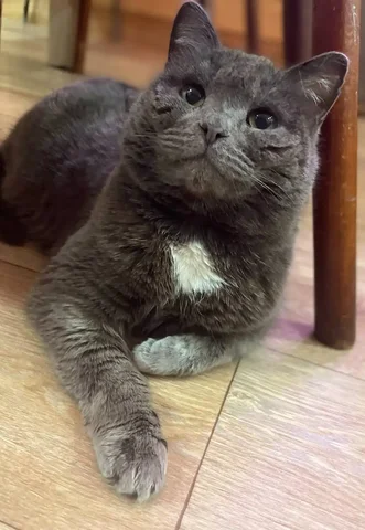 Пропал кот Моцарт в СНТ Колобок - частное объявление в Неизвестно