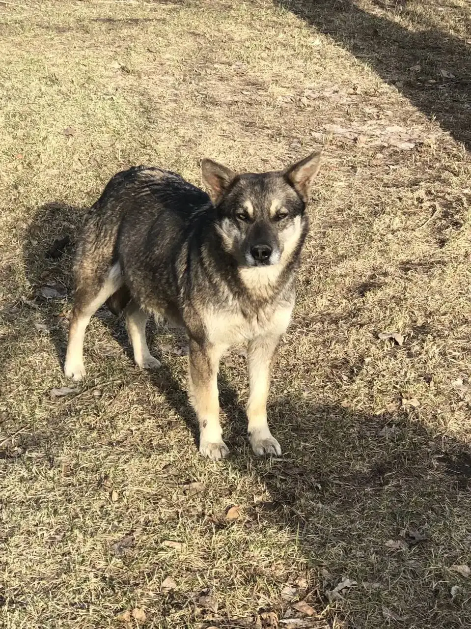 Помощь в поиске беременных собак - Кошки и собаки (Животные) в Иркутск