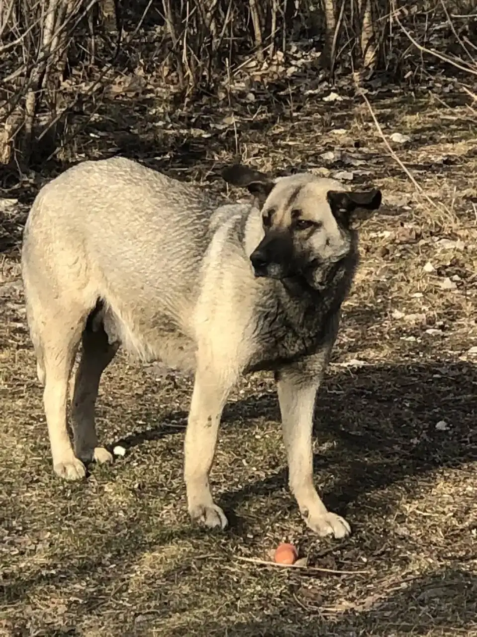Помощь в поиске беременных собак - Кошки и собаки (Животные) в Иркутск