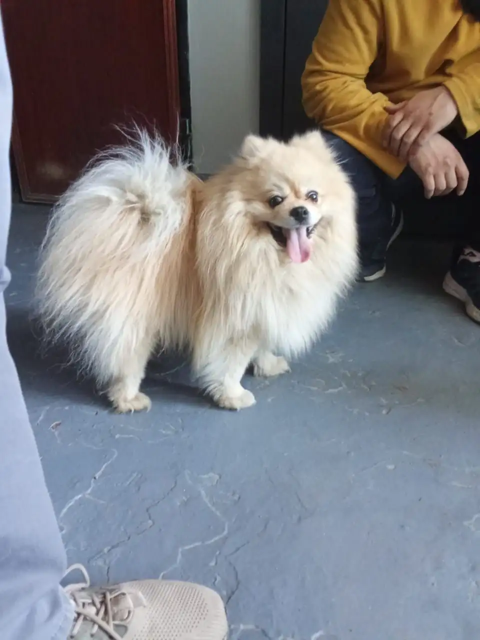 Найдена собака в Иркутске - Потеряшки (Животные) в Иркутск