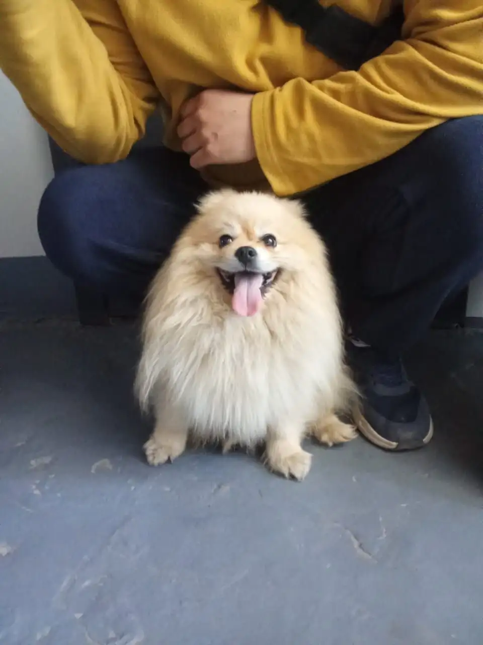 Найдена собака в Иркутске - Потеряшки (Животные) в Иркутск