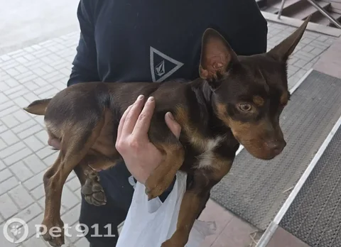 Найдена собака (той-терьер) - Животные в Иркутск