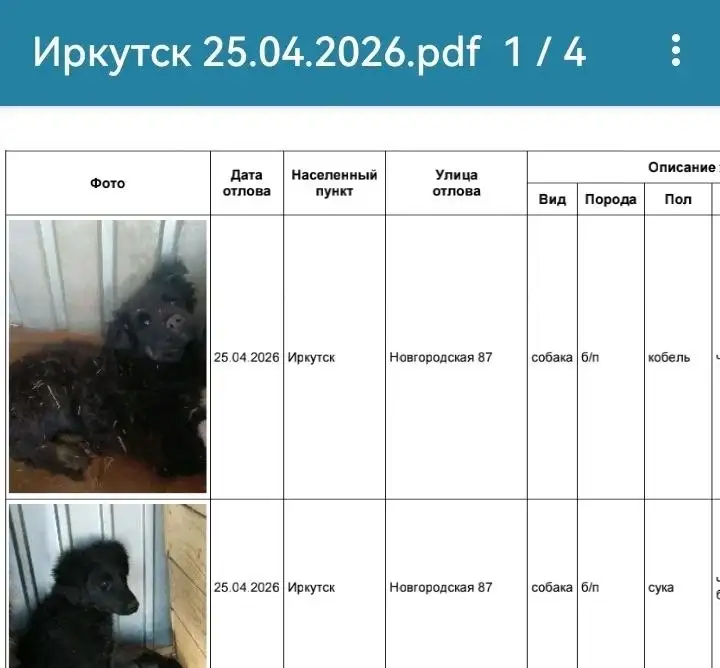 Потерянные собаки в Иркутске - Потерянные животные (Животные) в Иркутск