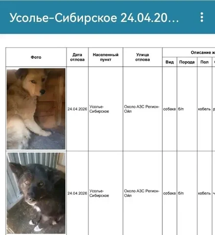 Собаки в приюте в Усолье-Сибирском - Пропажа животных в Усолье-Сибирское