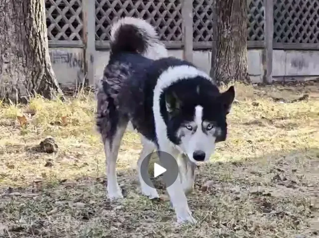 Потерялся метис лайки и хаски в Ангарске - частное объявление в Ангарск