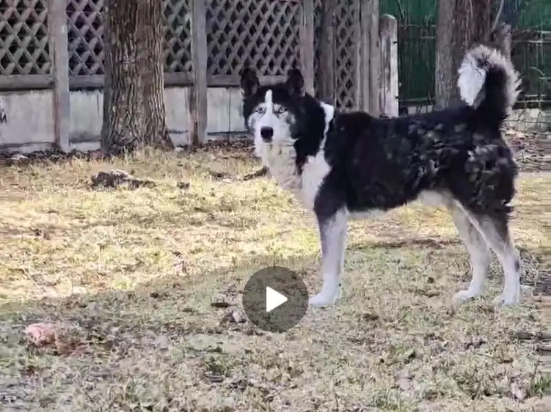 Потерялся метис лайки и хаски в Ангарске - Потеряшки (Животные) в Ангарск
