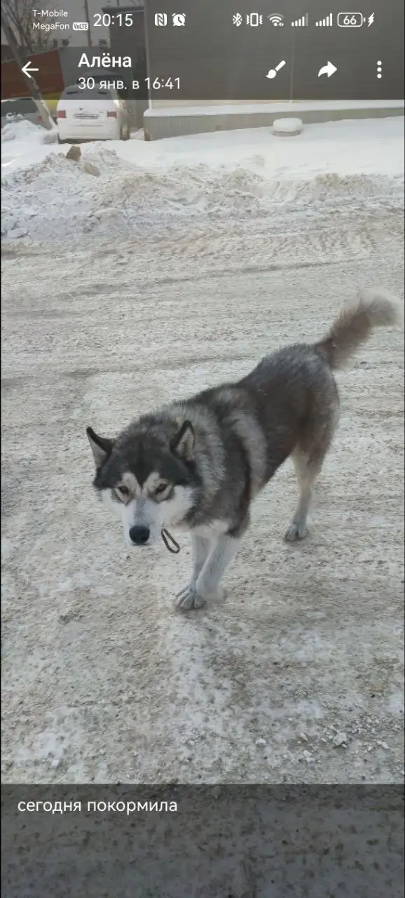 Потеряшка в Иркутске - поиск животных - Животные в Иркутск