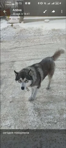 Потеряшка в Иркутске - поиск животных - Животные в Иркутск