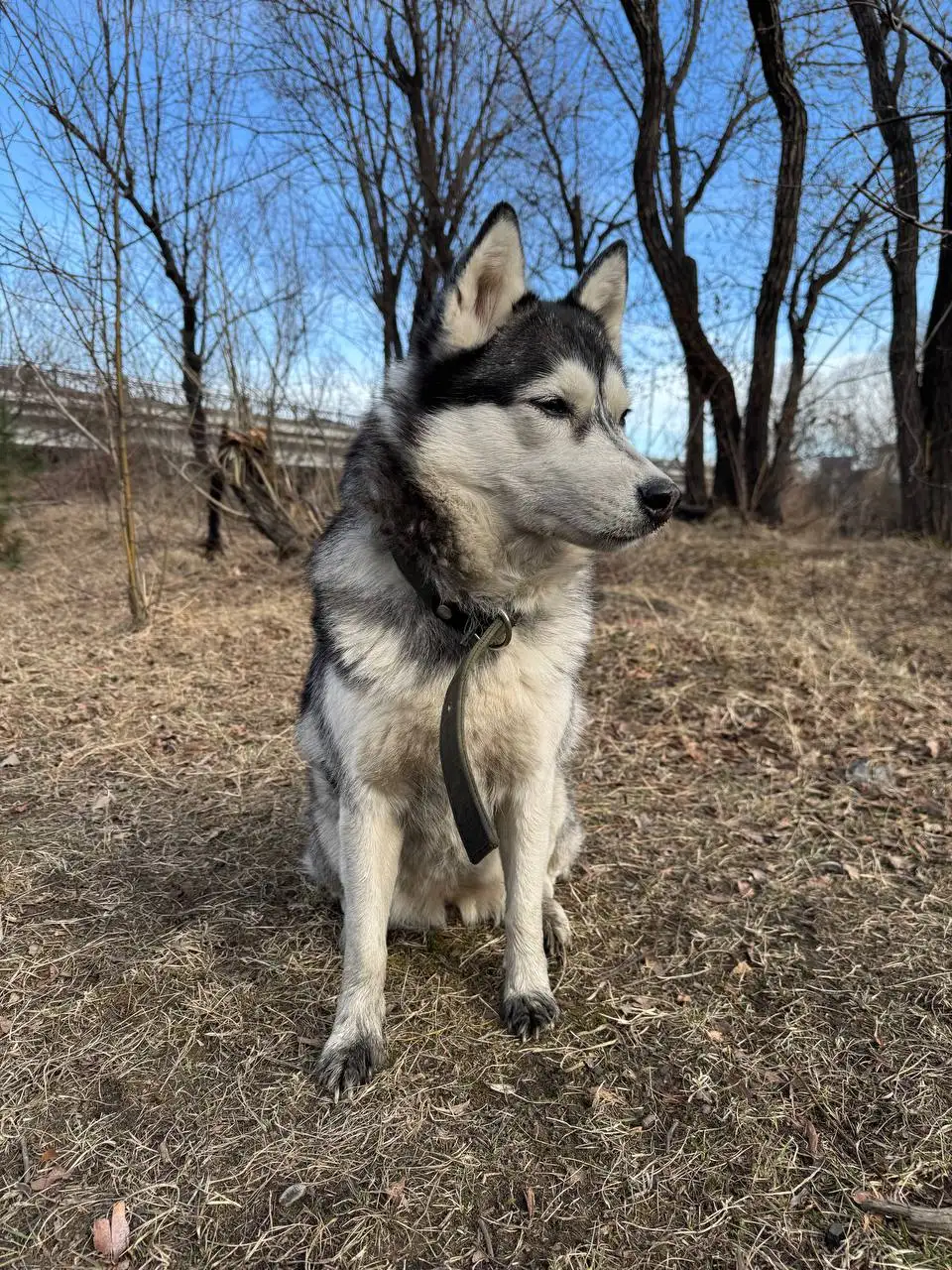 Потерялась хаски на Ушаковке - Потеряшки (Животные) в Иркутск
