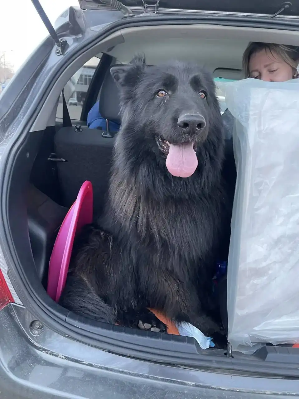 Найден пёс с ошейником возле Современника, Ангарск - Потеряшки (Животные) в Ангарск