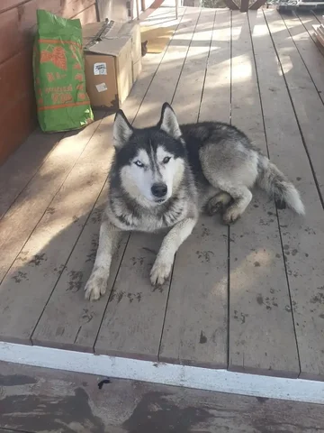 Потерялась собака из Маркова - Кошки и собаки в Иркутск