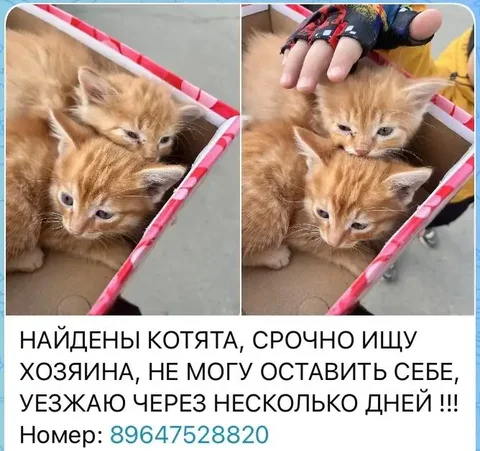 В Рощу на Маршала Конева выбросили котят! Срочно нужна передержка - Кошки и собаки в Иркутск