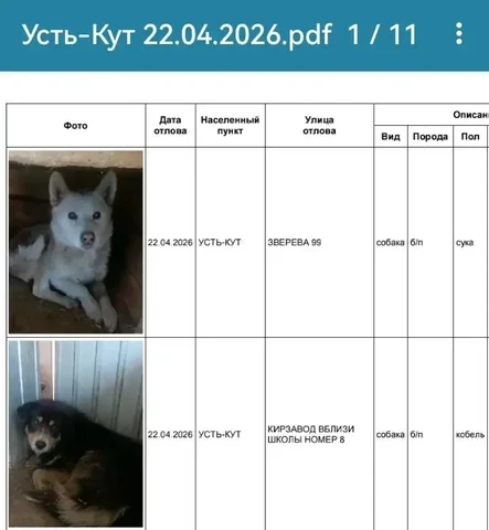 Потеряшки Усть-Кут: собаки найдены, хозяева откликнитесь - Потеряшки в Усть-Кут