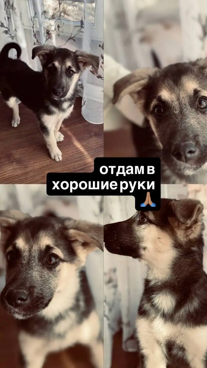 Ищем передержку для щенка - Передержка (Животные) в Иркутск