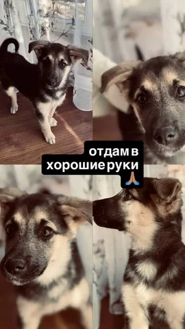 Ищем передержку для щенка - Кошки и собаки в Иркутск