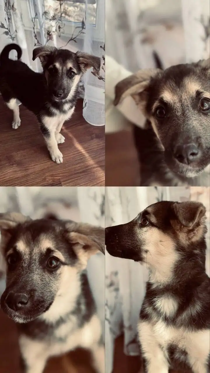 Ищут платную передержку для щенка - Животные в Иркутск