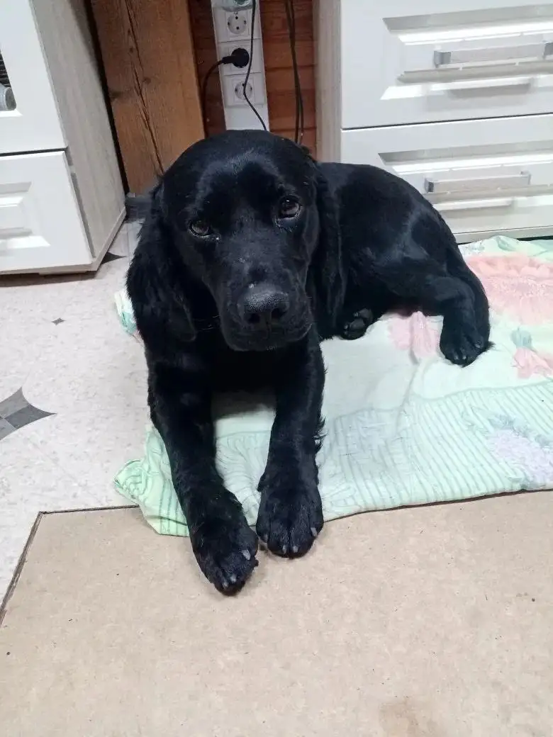 Лабрадор найден, кобель 8-10 месяцев - Собаки (Животные) в Иркутск