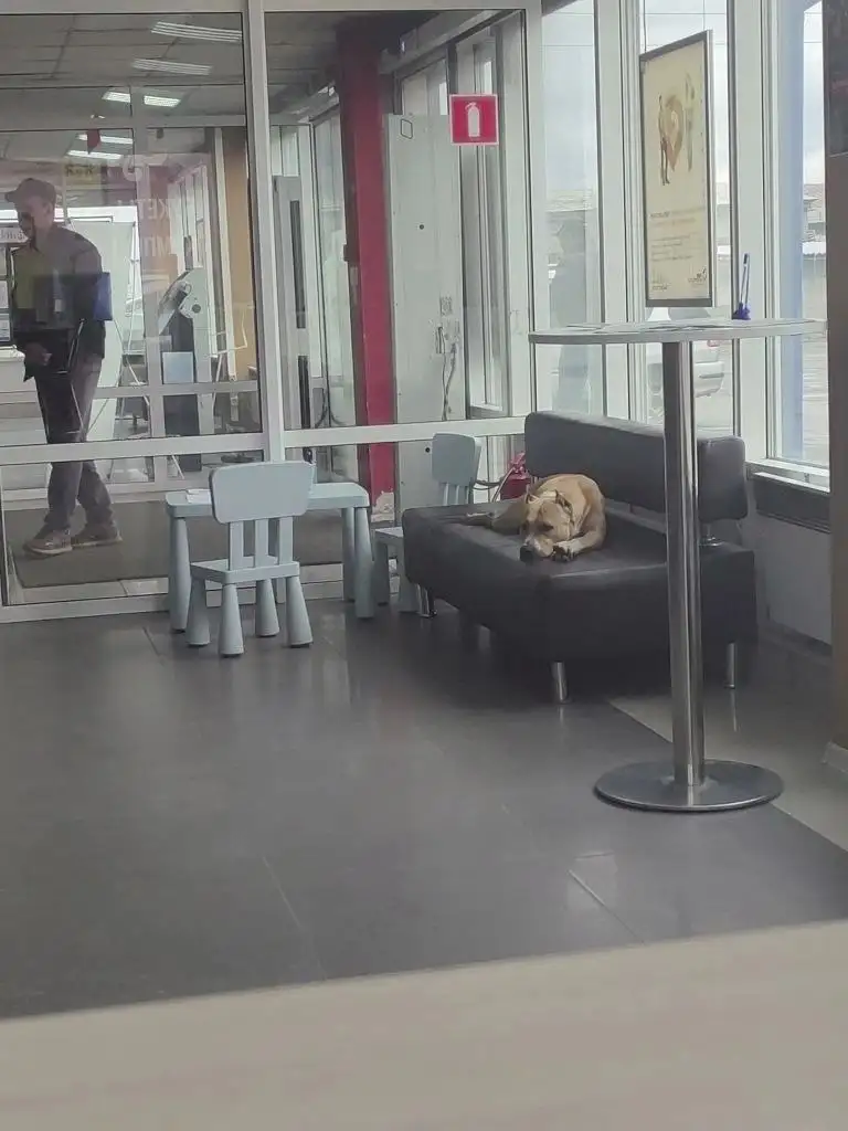 Потерялась собака стаф девочка - Потерявшиеся животные (Животные) в Иркутск