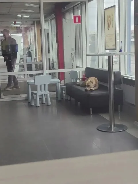 Потерялась собака стаф девочка - Пропажи в Иркутск