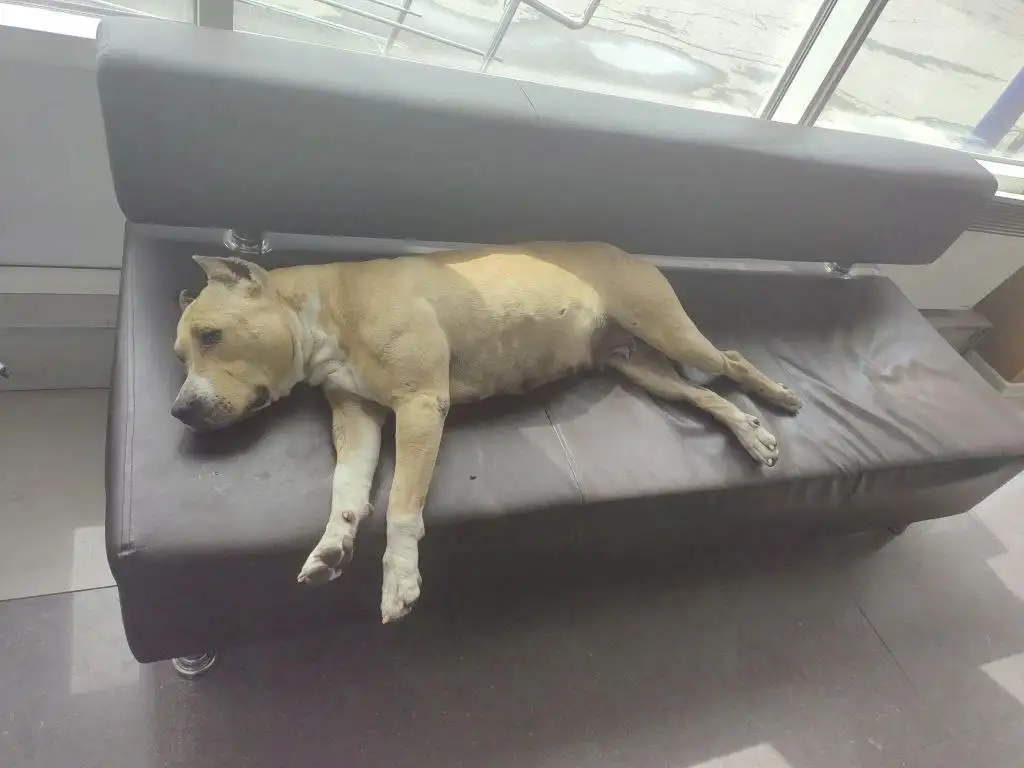 Потерялась собака стаф девочка - Потерявшиеся животные (Животные) в Иркутск