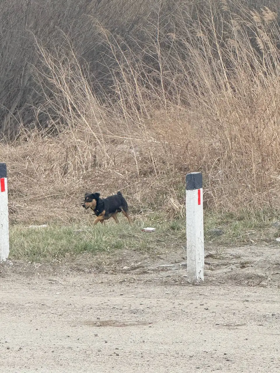 Потеряшка: маленький кобель с ошейником на Ракитной - Животные в Иркутск