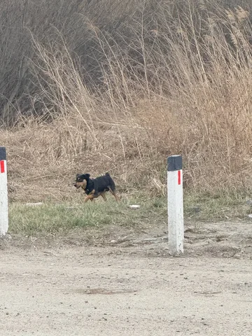 Потеряшка: маленький кобель с ошейником на Ракитной - Пропажи в Иркутск