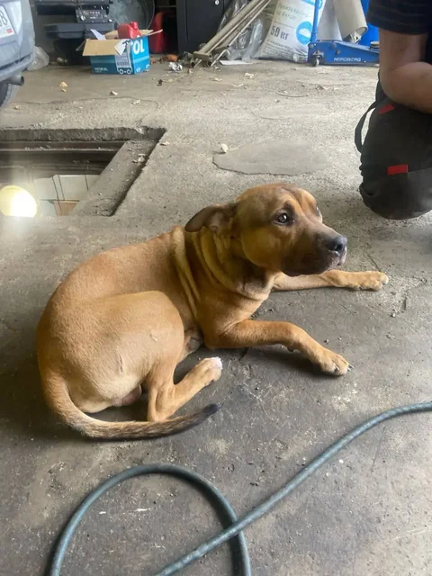 Найдена собака в Шелехове - Пропажи в Шелехов