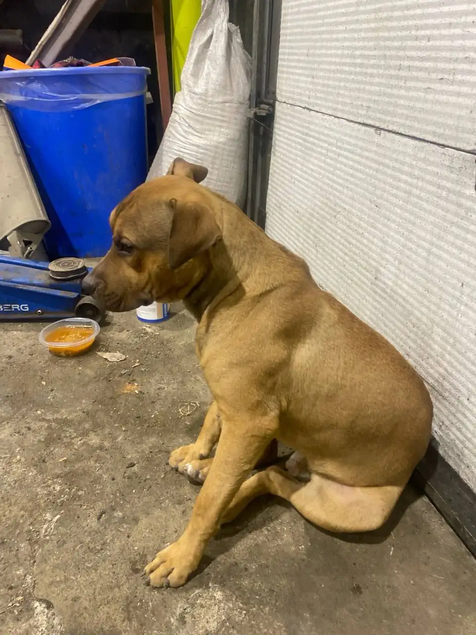 Найдена собака в Шелехове - Животные в Шелехов