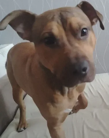 Пропала собака в Шелехове - Пропажи в Шелехов