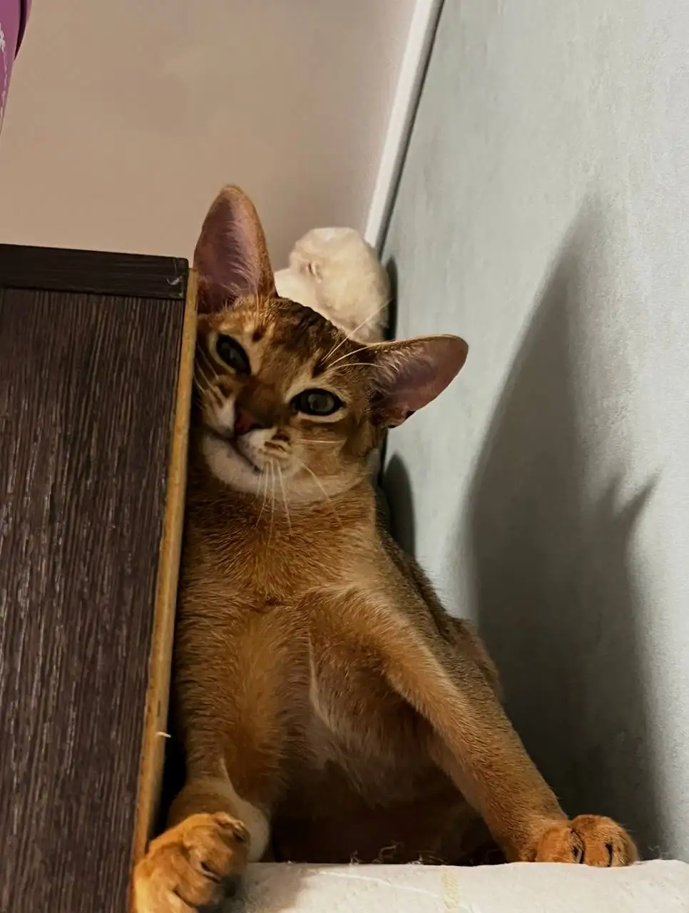 Пропал кот в Грановщине - Потеряшки (Животные) в Грановщина