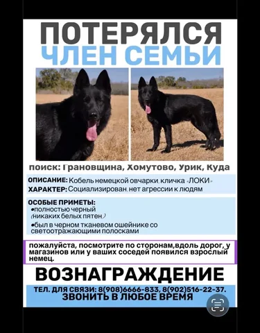 Пропала немецкая овчарка в Грановщине, ищем с вознаграждением - Пропажи в Грановщина