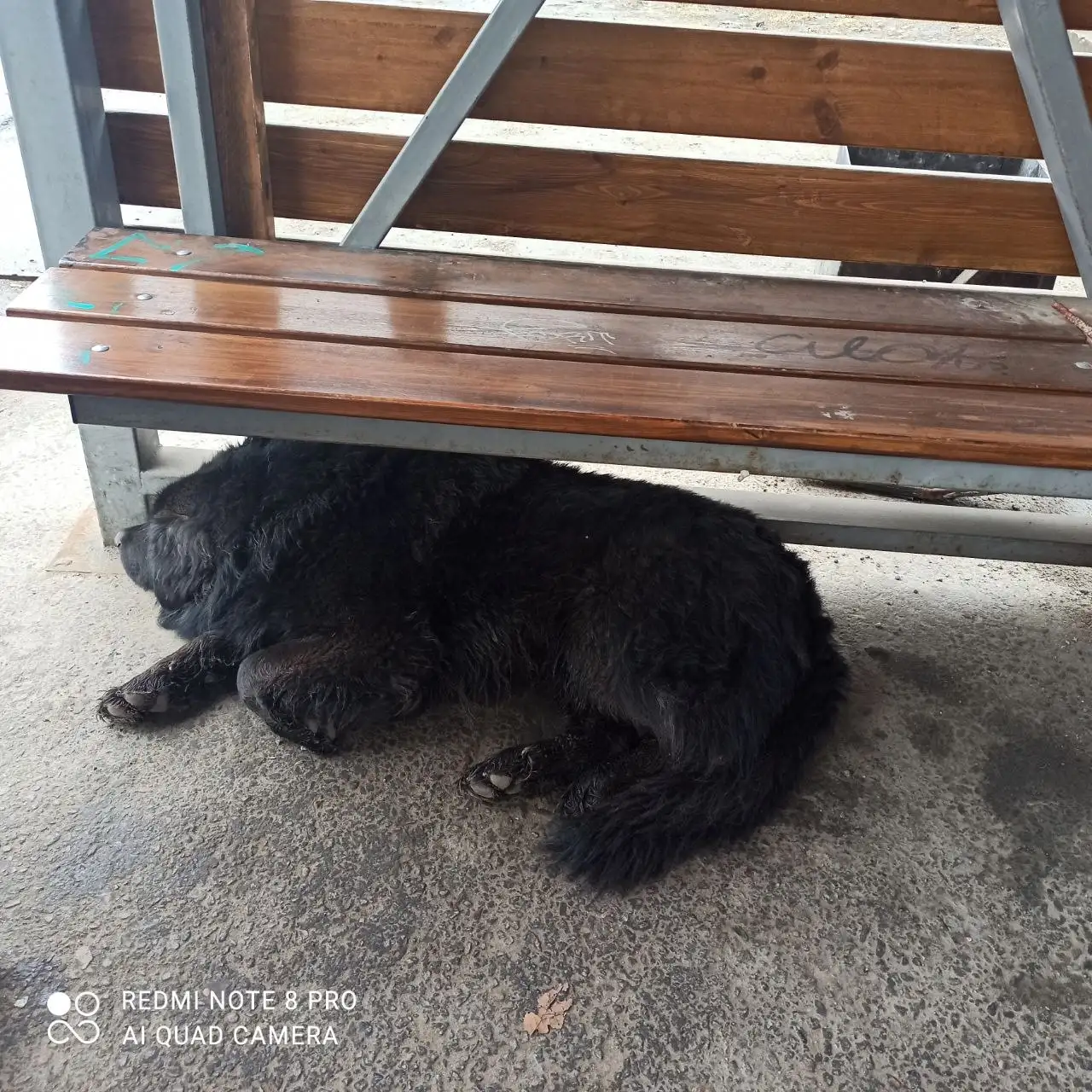 Потерялся пёс на остановке Микрохирургия глаза - Потеряшки (Животные) в Иркутск