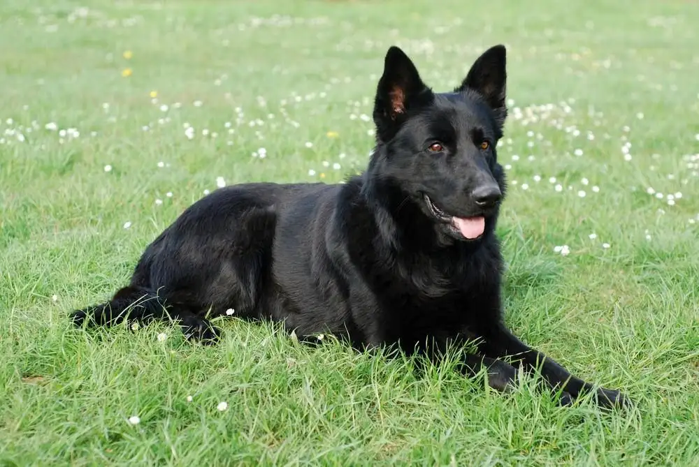 Потерялась черная немецкая овчарка Локи - Животные в Иркутск