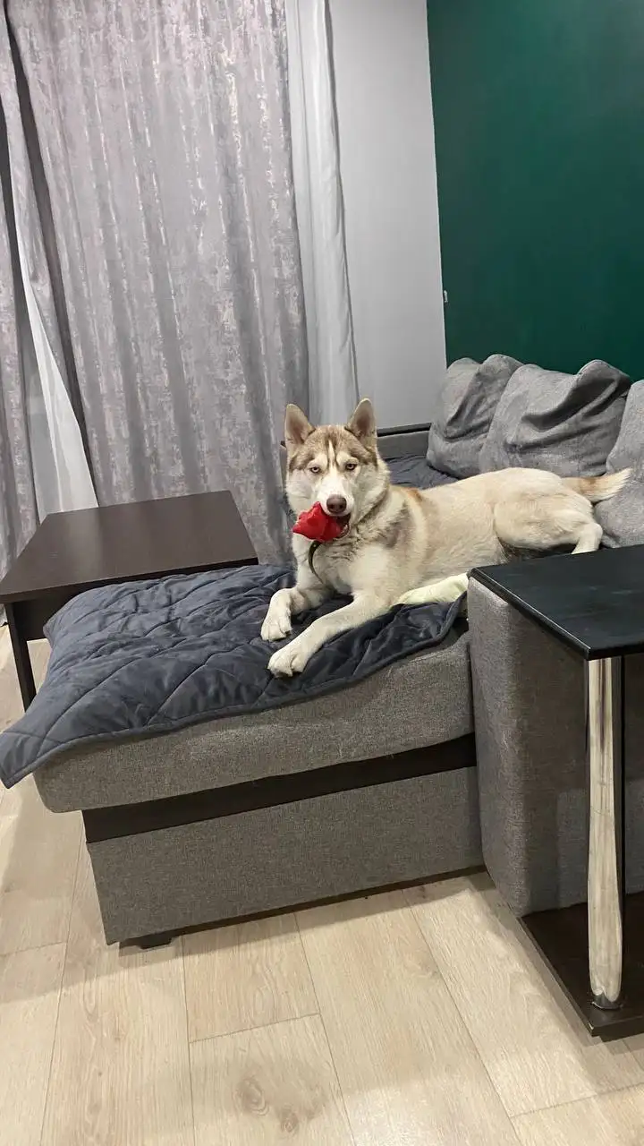 Пропала собака хаски в д. Грановщина - Пропажи (Животные) в Грановщина