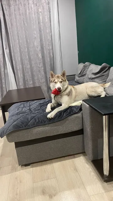 Пропала собака хаски в д. Грановщина - Пропажи в Грановщина