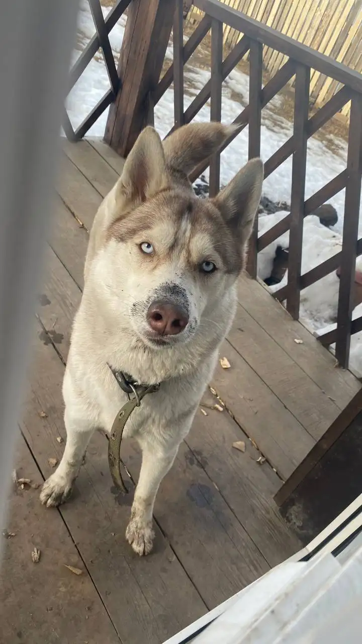 Пропала собака хаски в д. Грановщина - Пропажи (Животные) в Грановщина