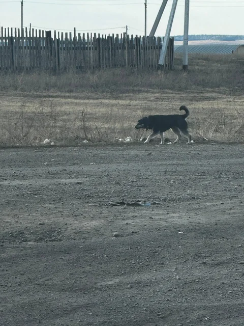 Потерялась собака на трассе у Хомутово - Потеряшки в Хомутово