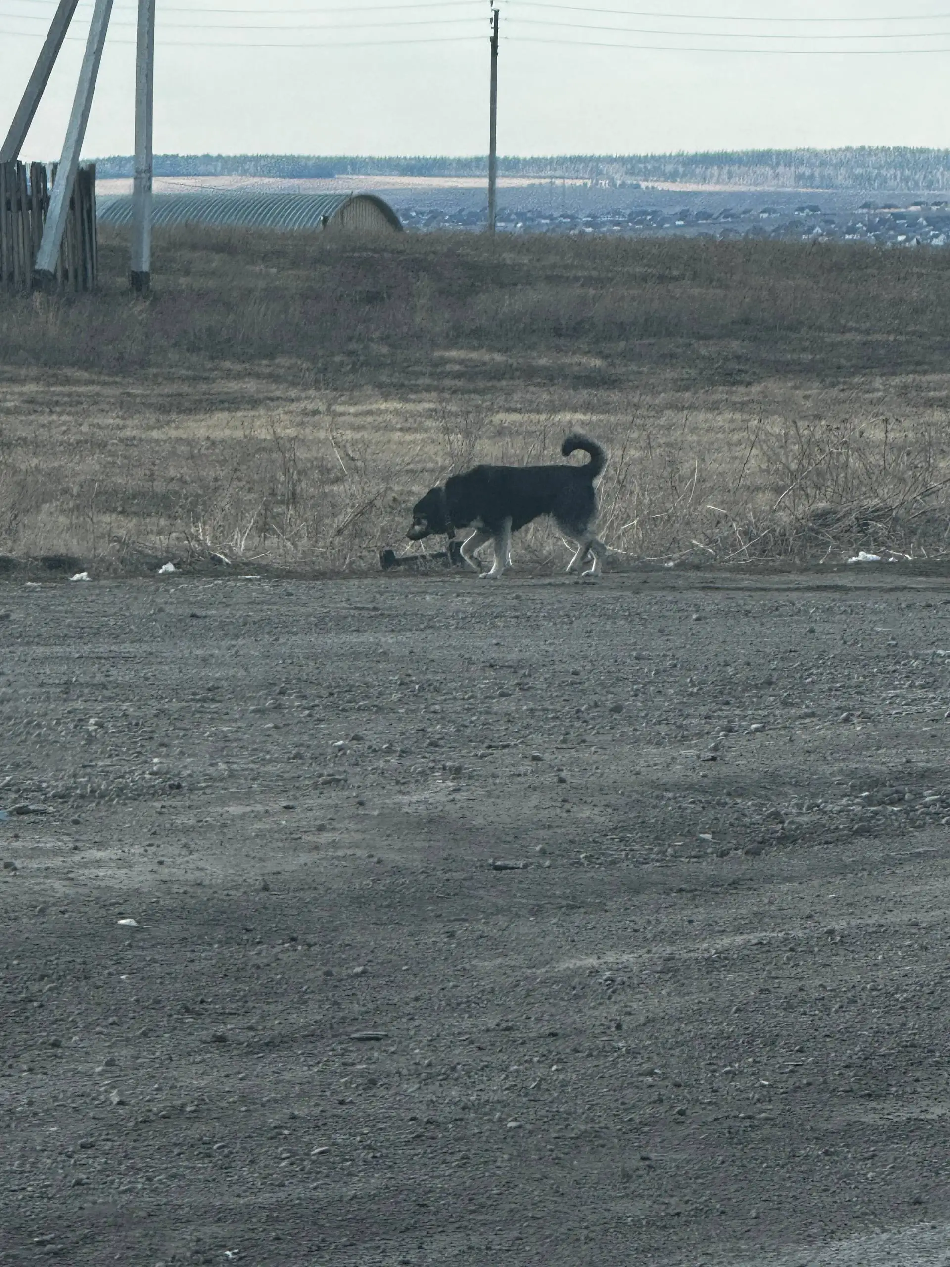 Потерялась собака на трассе у Хомутово - Потеряшки (Животные) в Хомутово