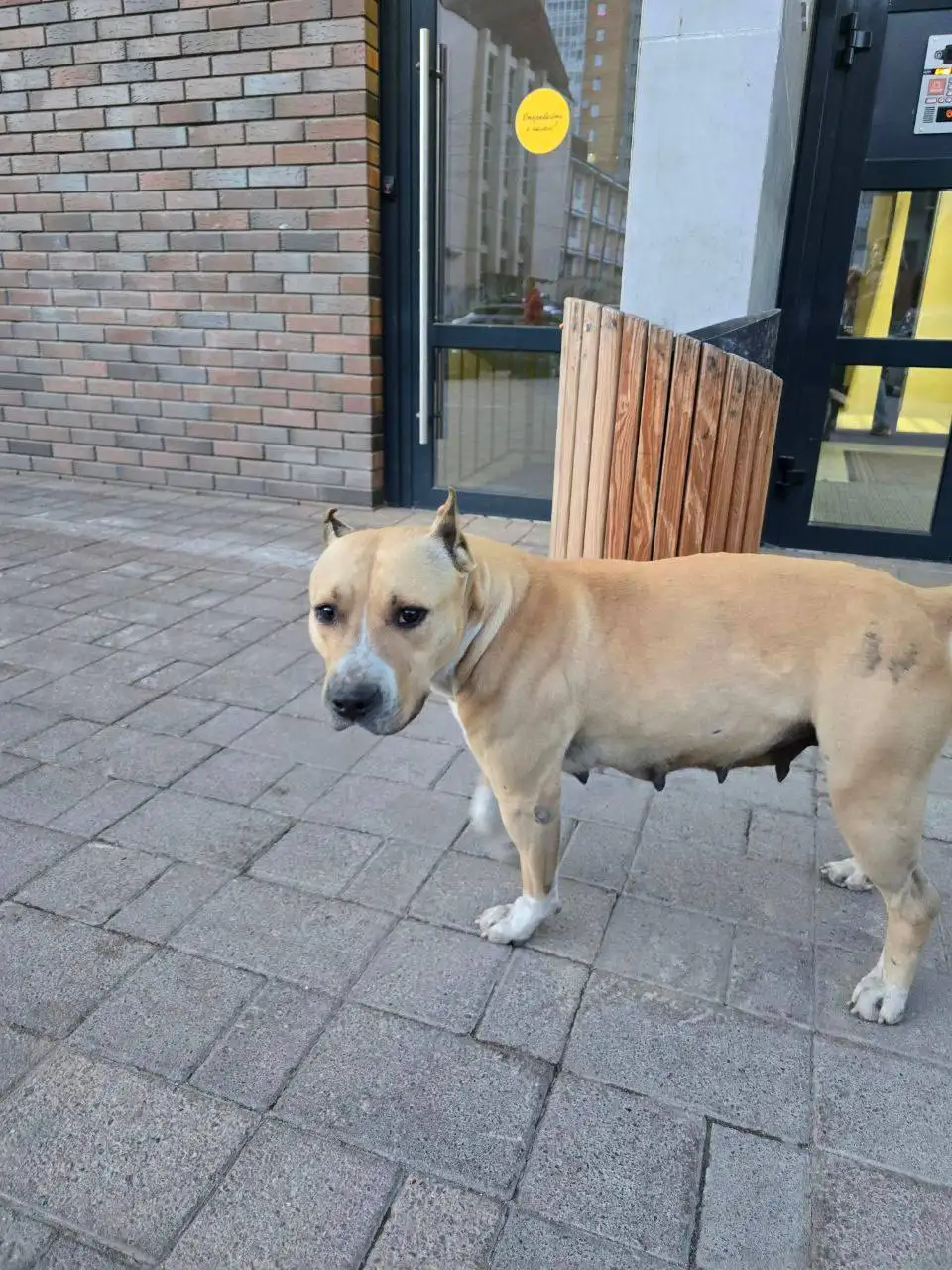 Потеряшка Иркутск - Животные в Иркутск