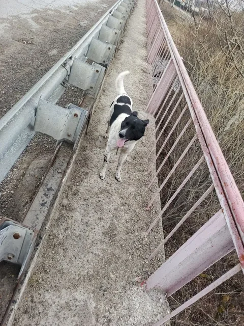 Потеряшка Иркутск животные - Пропажи в Иркутск