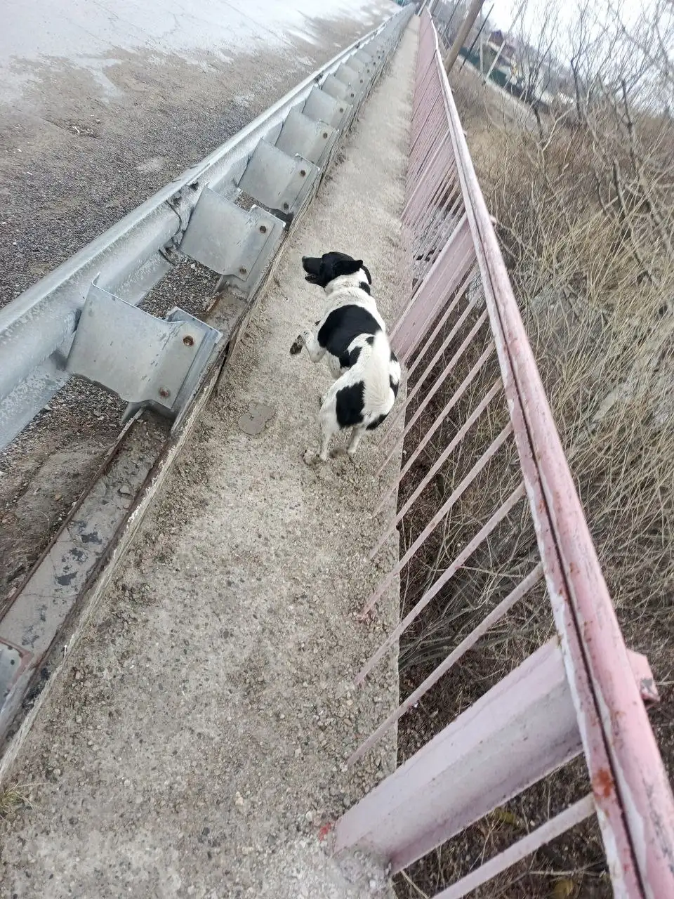 Потеряшка Иркутск животные - Животные в Иркутск