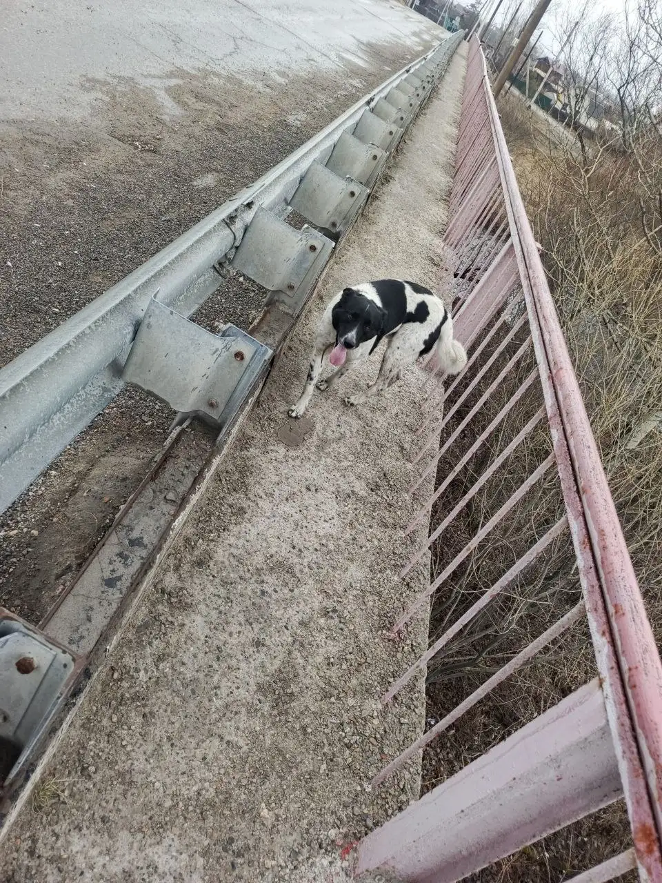 Потеряшка Иркутск животные - Животные в Иркутск