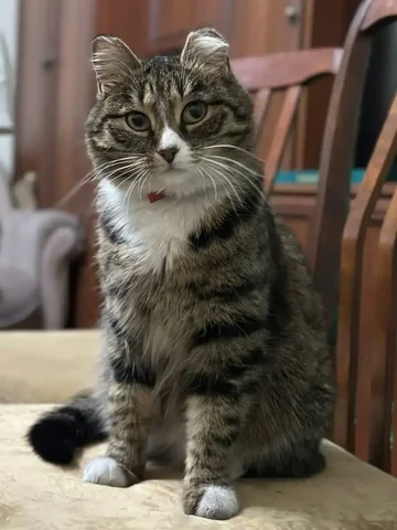 Потерялась кошка - Пропажи в Иркутск