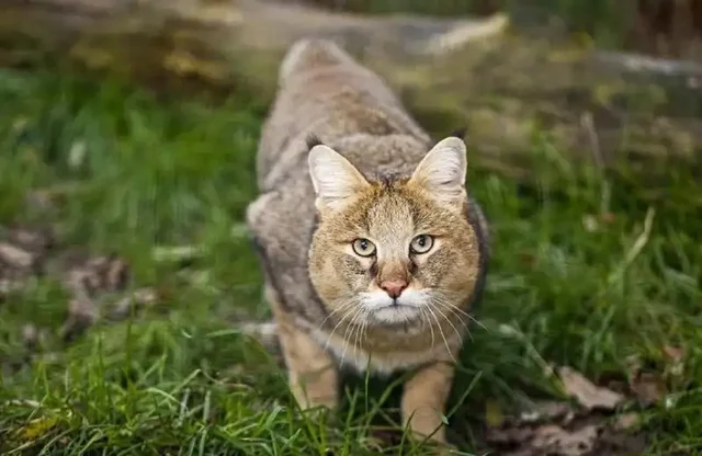 Потерялась кошка - Животные в Иркутск