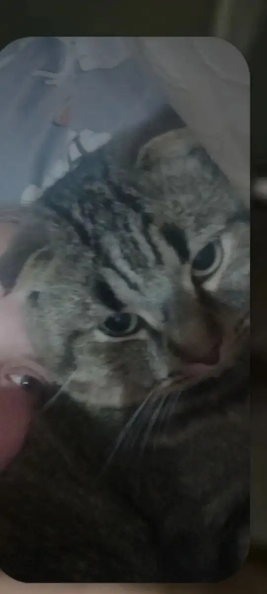 Пропали коты Тайсон и Мурик - Животные в Иркутск