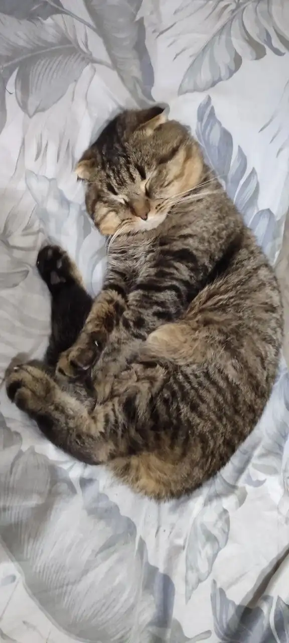 Пропали коты Тайсон и Мурик - Животные в Иркутск